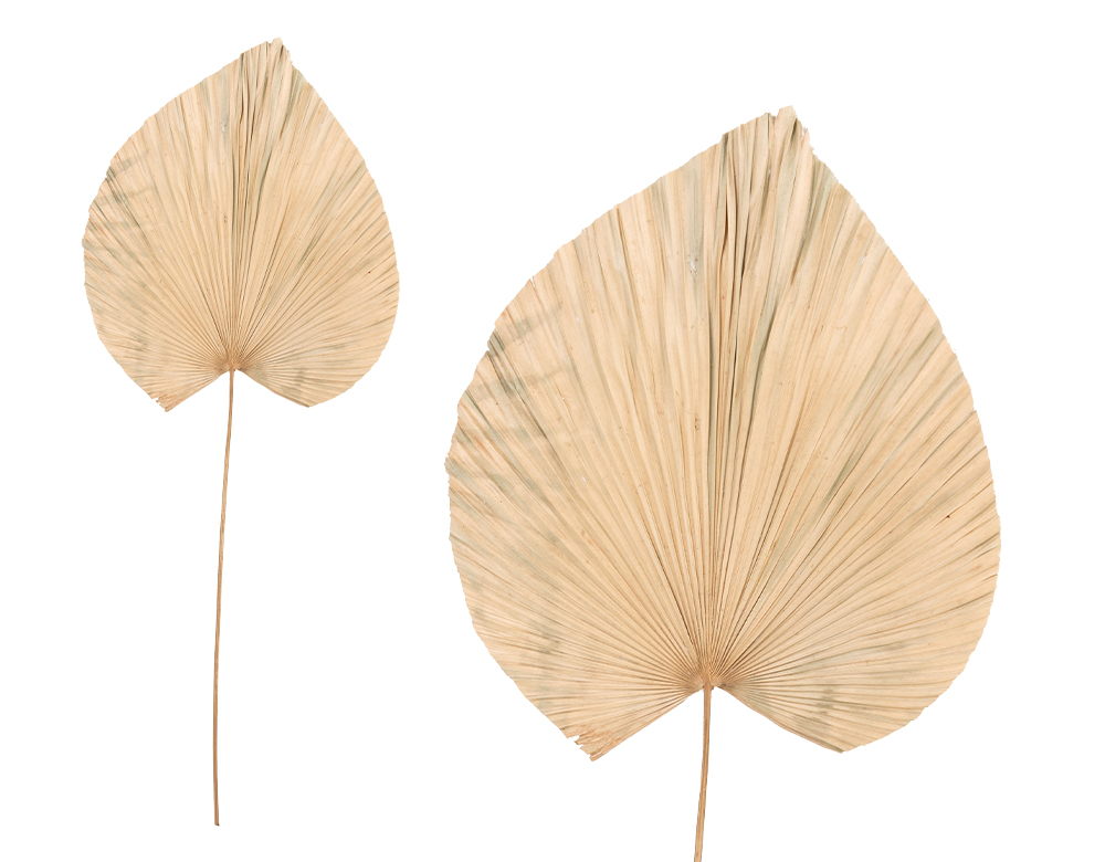Palm-Leafs-Medium