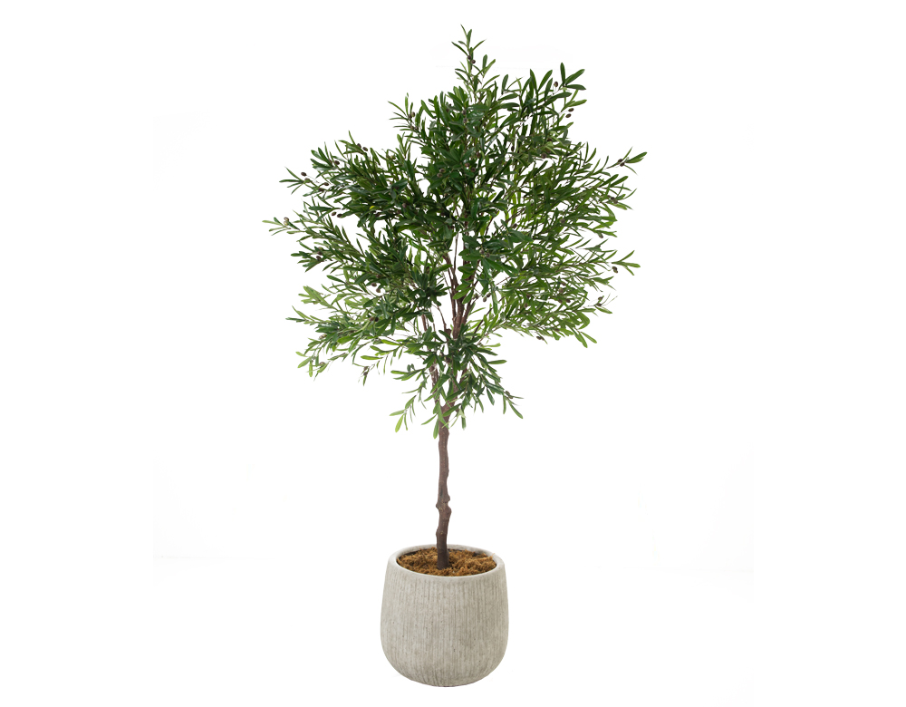 olive tree